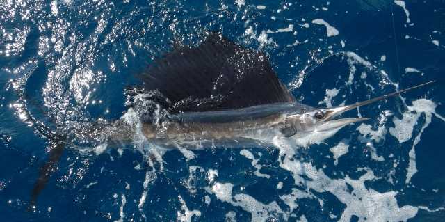 small sailfish on the surface