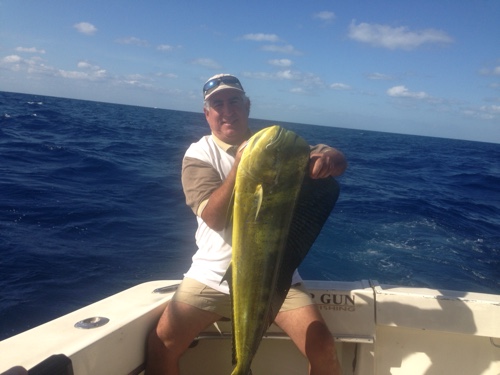 Big Bull Mahi are showing up for those offshore fishing